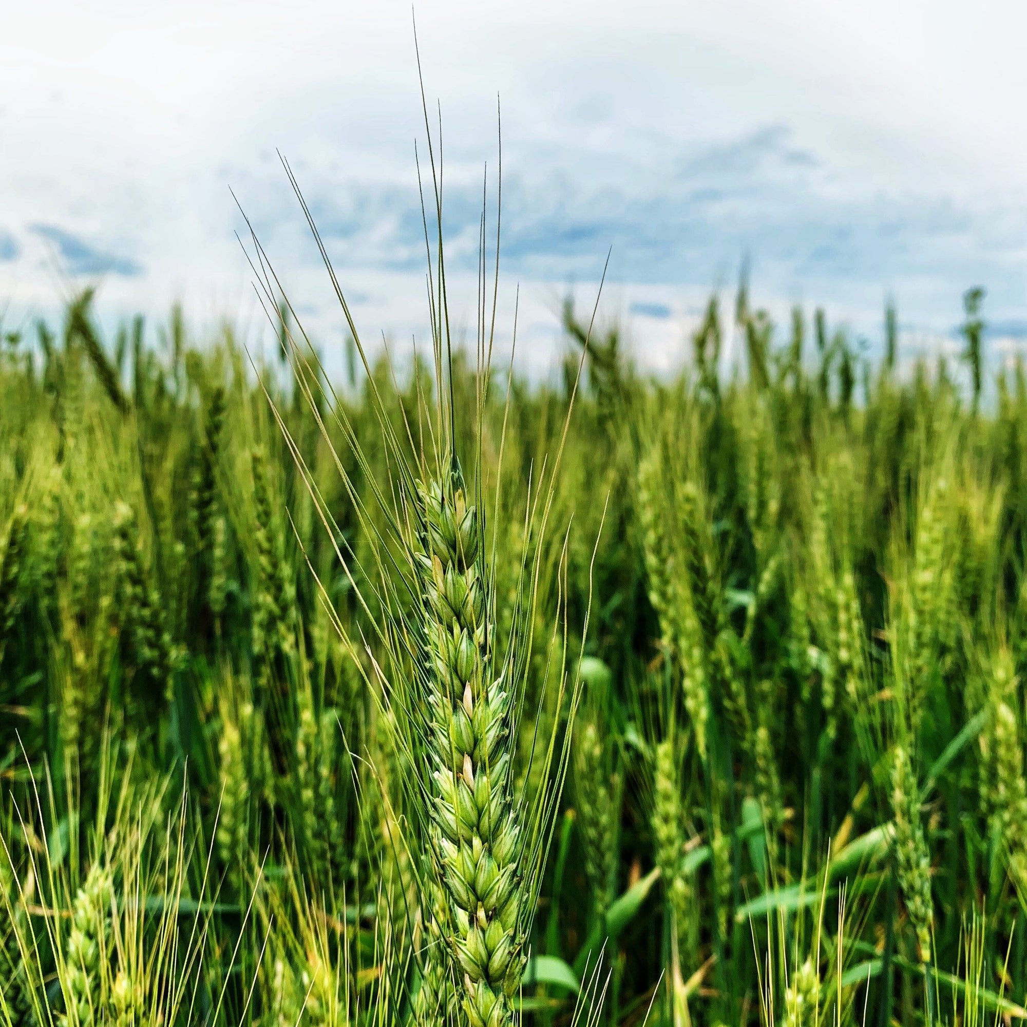 Barley Grass Powder – Your Green-Powered Gut Buddy