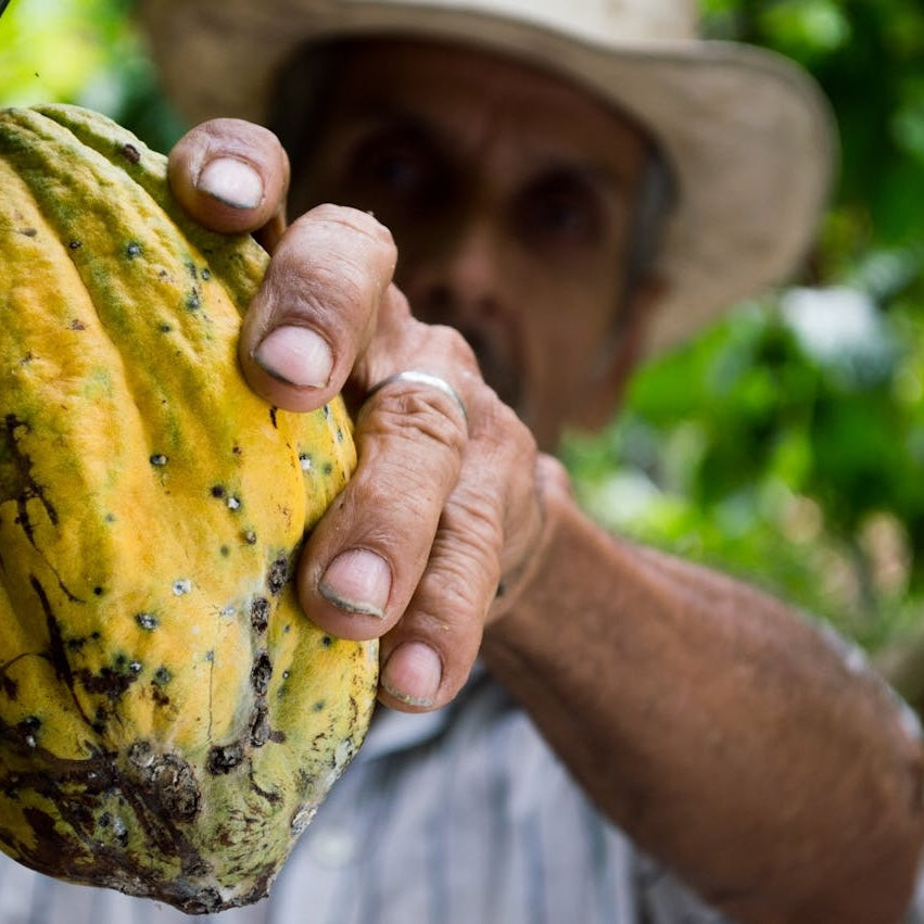 5 Health and Nutrition Benefits of Cocoa Powder