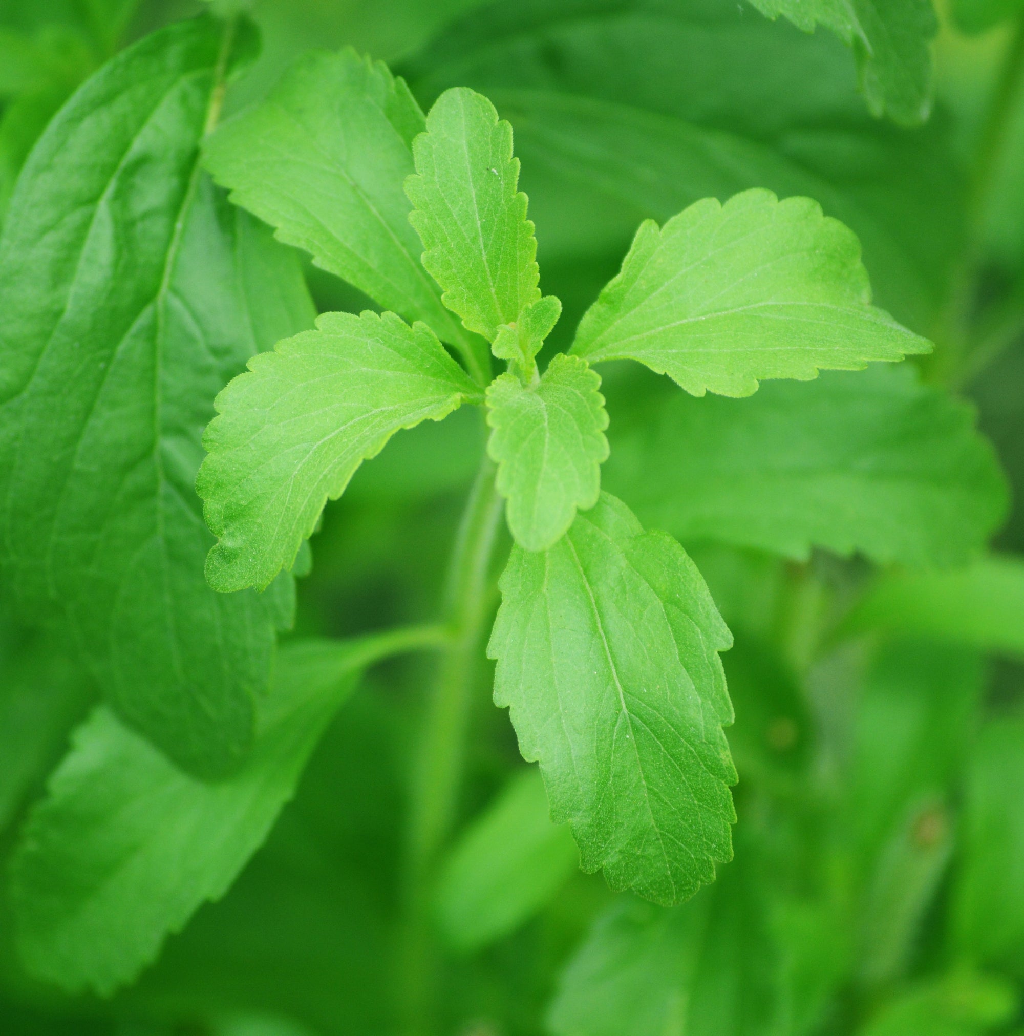 Is Stevia Bad for You? The Truth About This Natural Sweetener