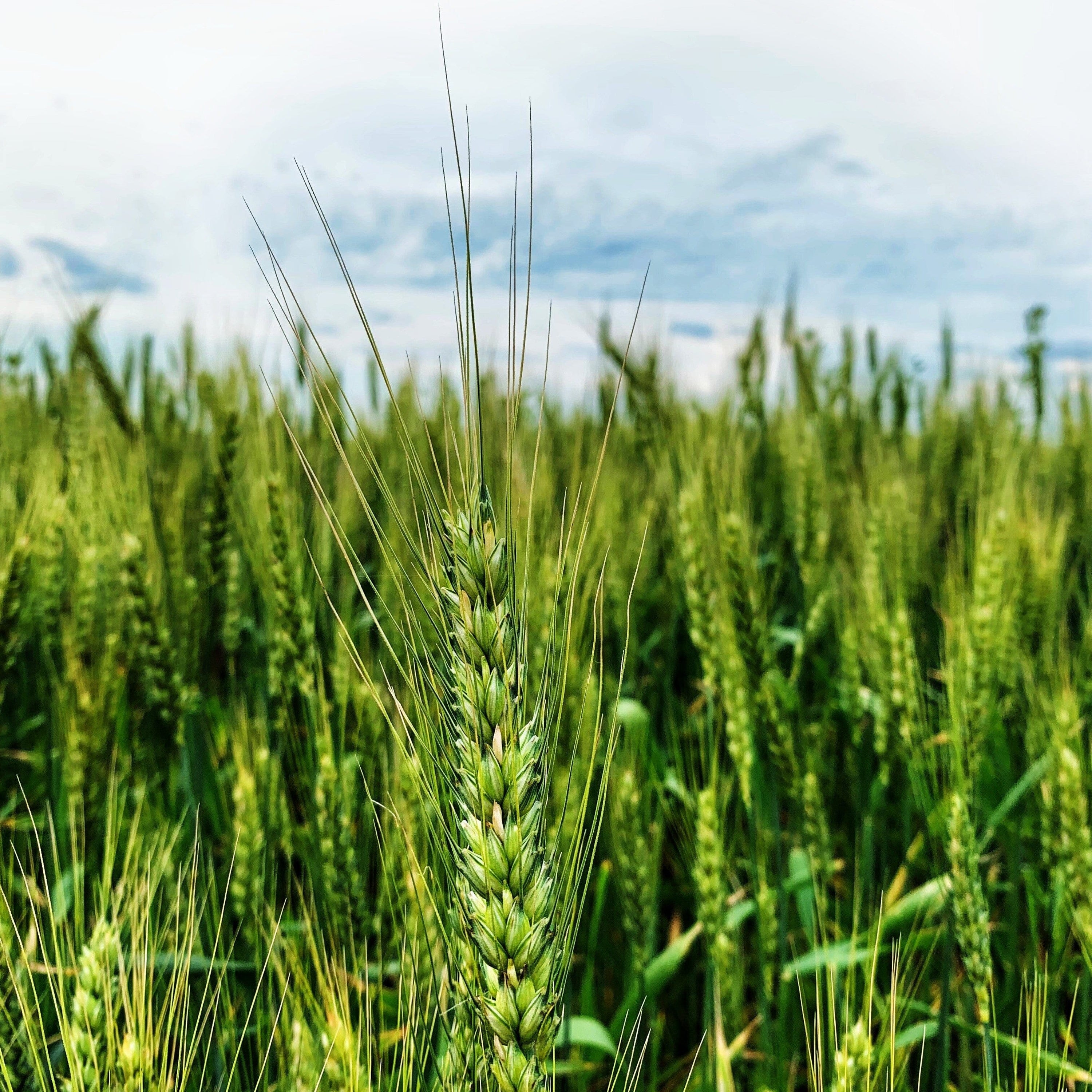 Barley Grass Powder – Your Green-Powered Gut Buddy