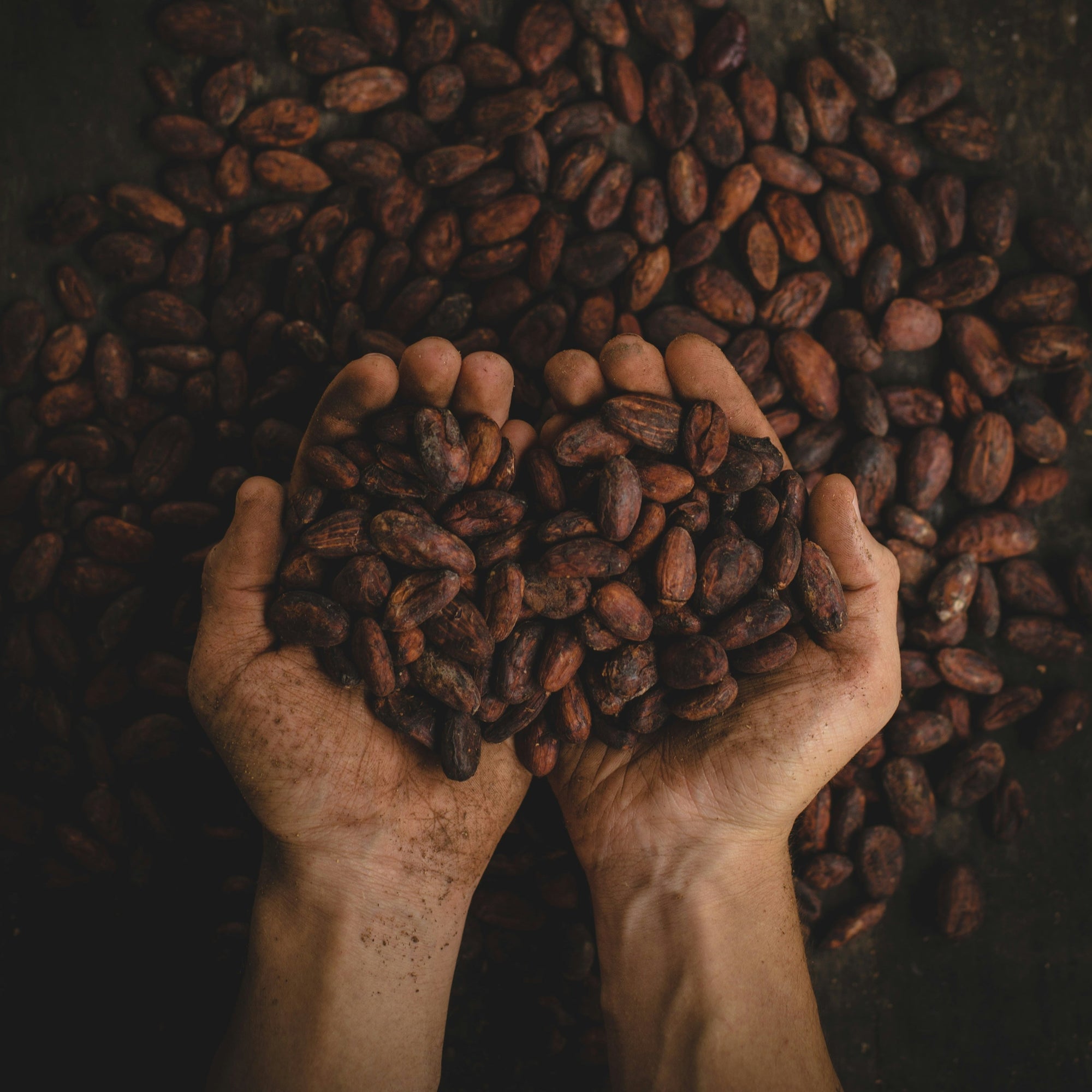 Cacao Benefits: Why This Antioxidant Powerhouse Deserves a Spot in Your Daily Ritual