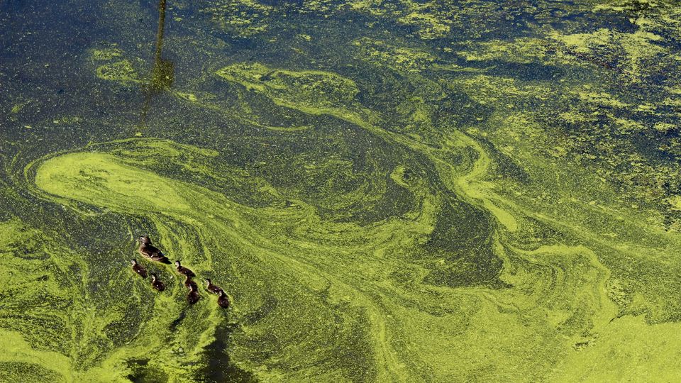 Chlorella Powder: The Fresh Green Super Algae Your Body Secretly Wants