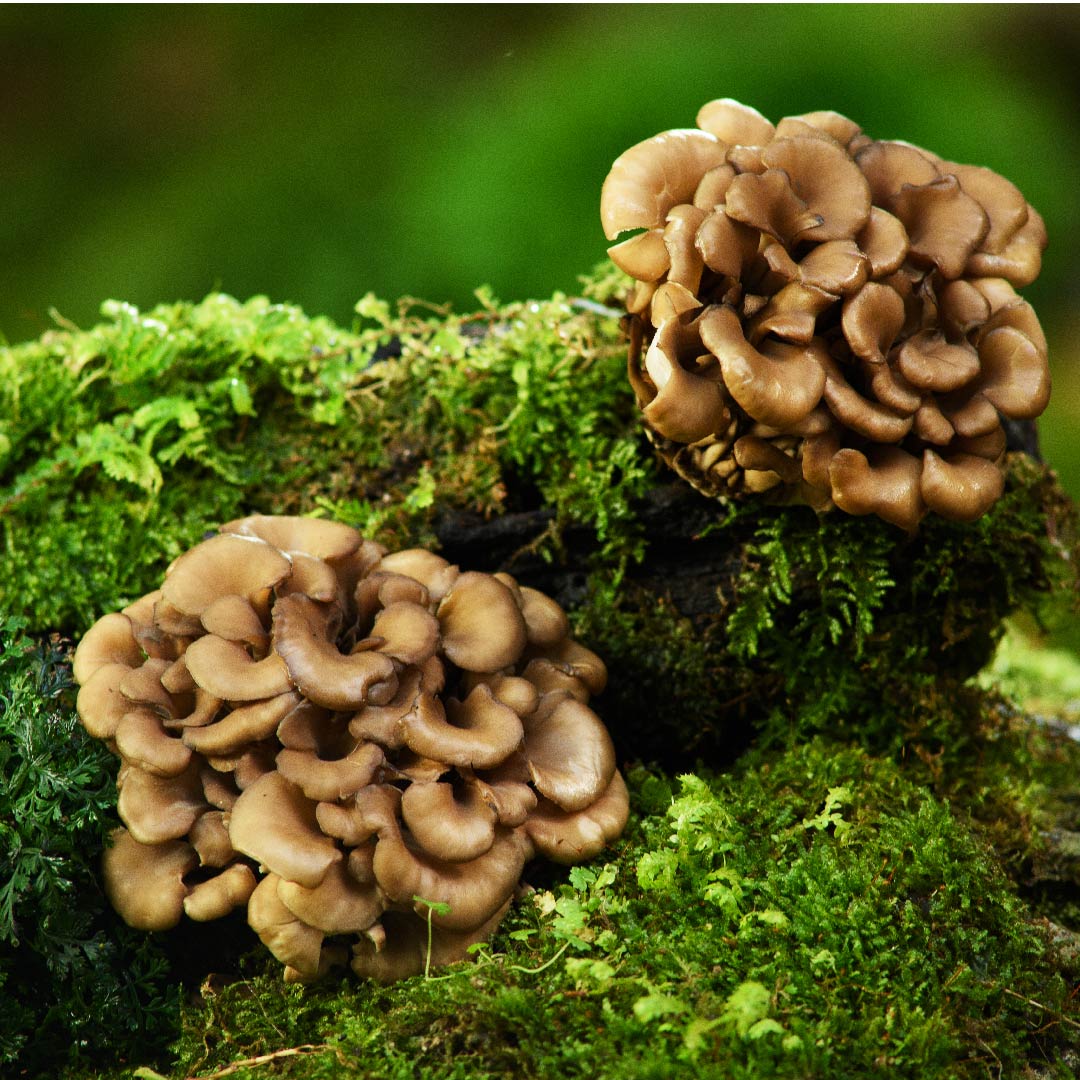 Maitake: The Mushroom That Made Japan Dance