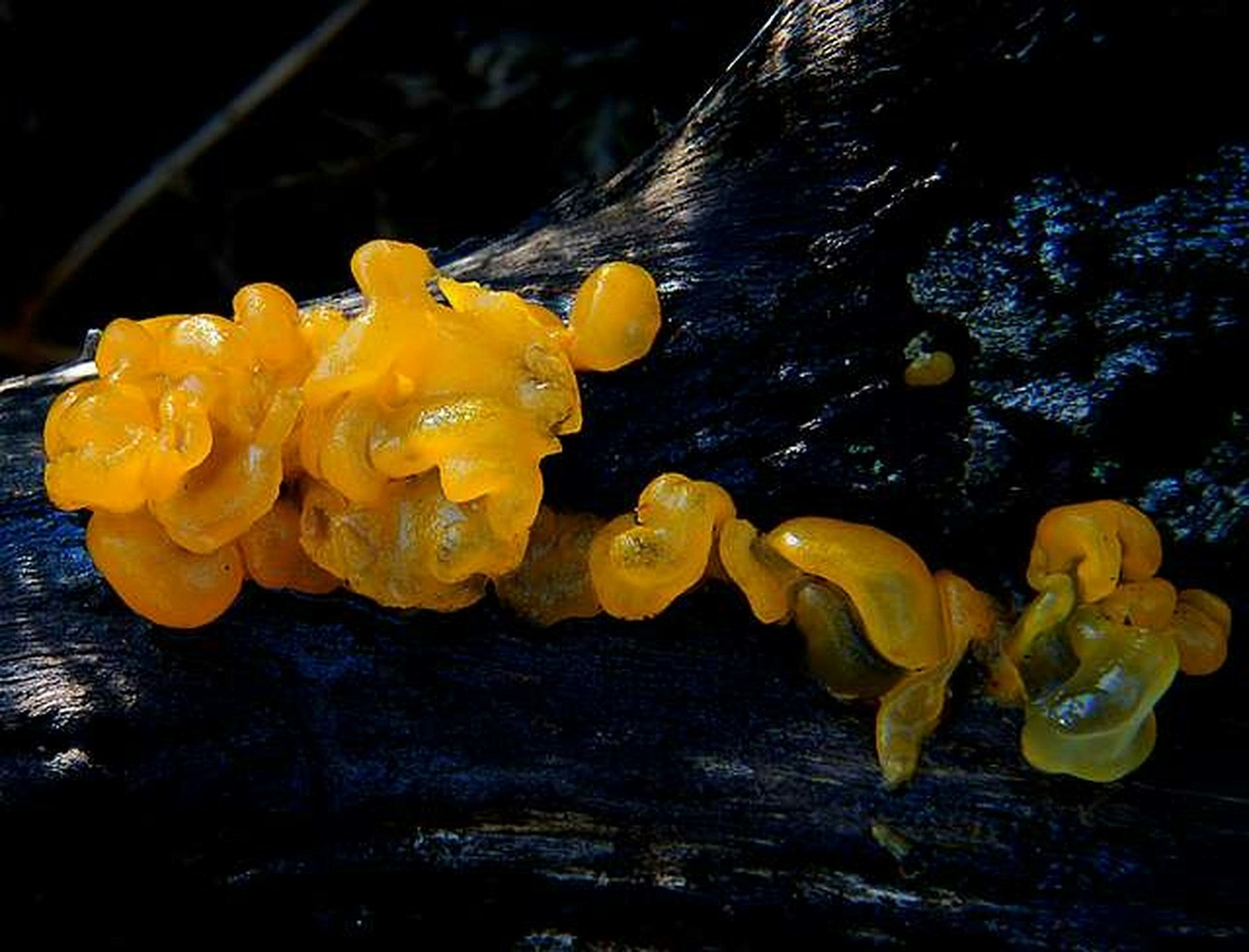 Tremella Mushroom: The Natural Secret to Glowing Skin