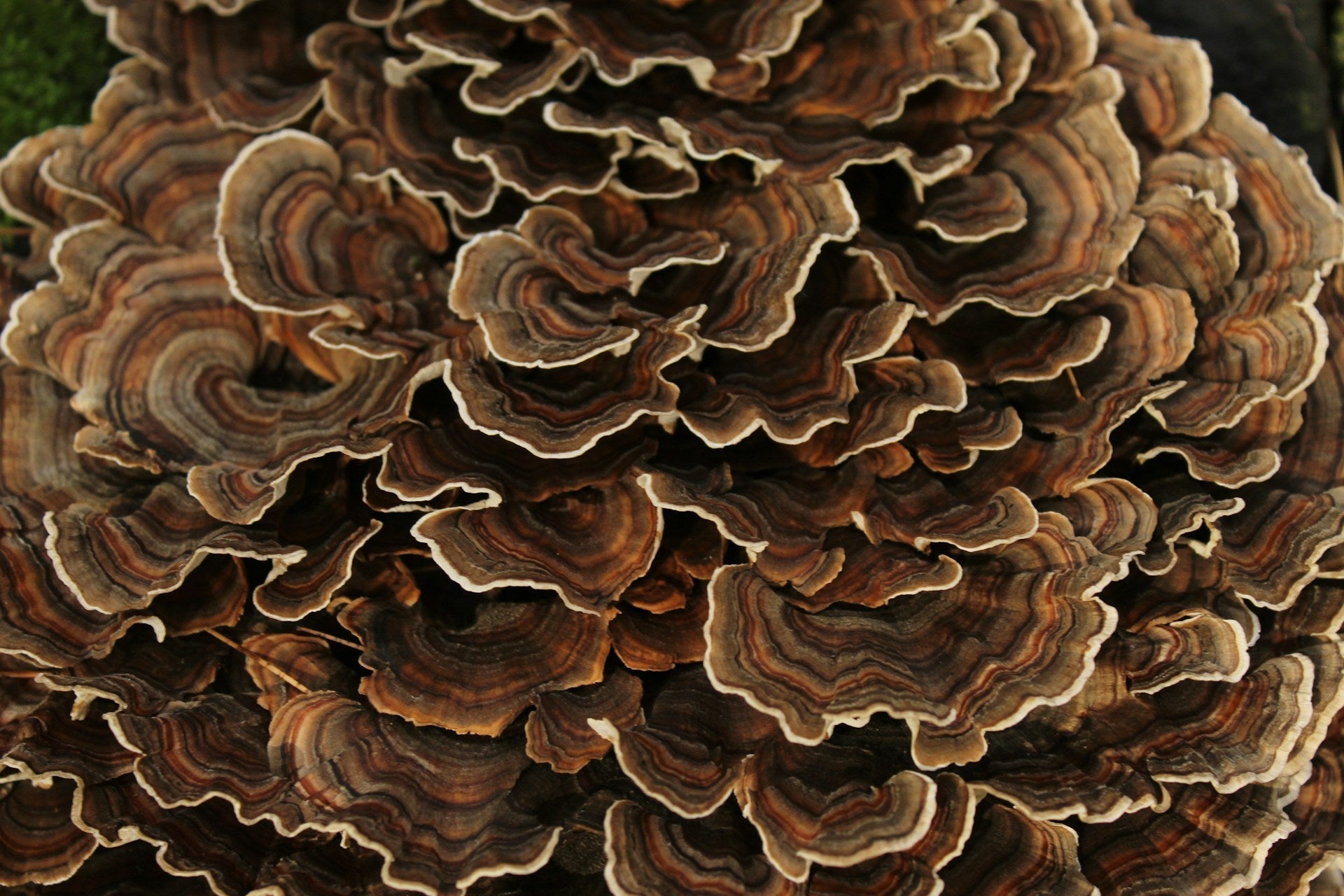 10 Facts About Turkey Tail Mushrooms